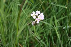 Wiese-Wiesenschaumkraut-57.jpg